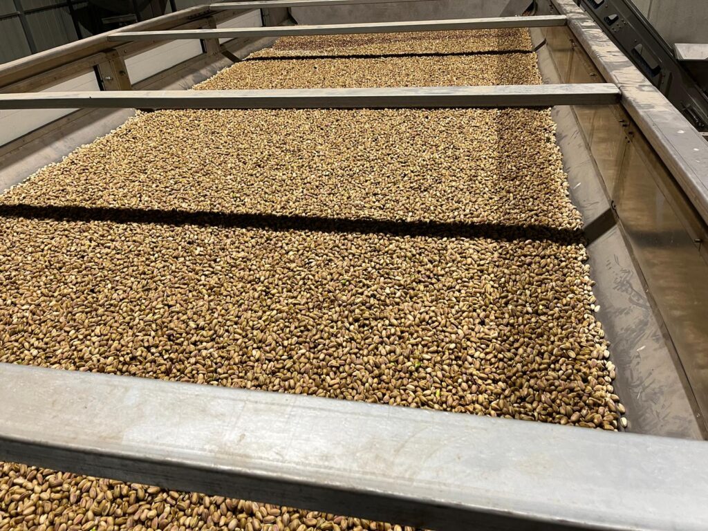 Pistachos durante el proceso de selección en la planta de Saba Pistachio.